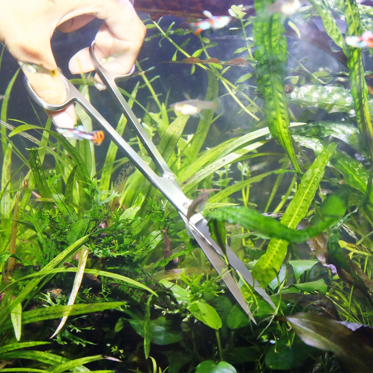 JBL PROSCAPE TOOL S20 Straight Forbice Da Potatura Dritta Per Acquascaping In Acquario