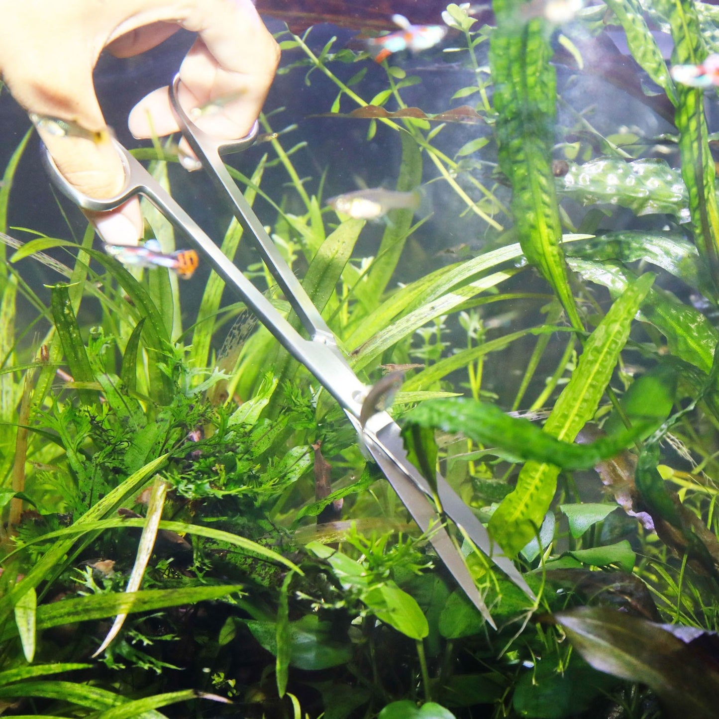 JBL PROSCAPE TOOL S30 Straight Forbice Da Potatura Dritta Per Acquascaping In Acquario