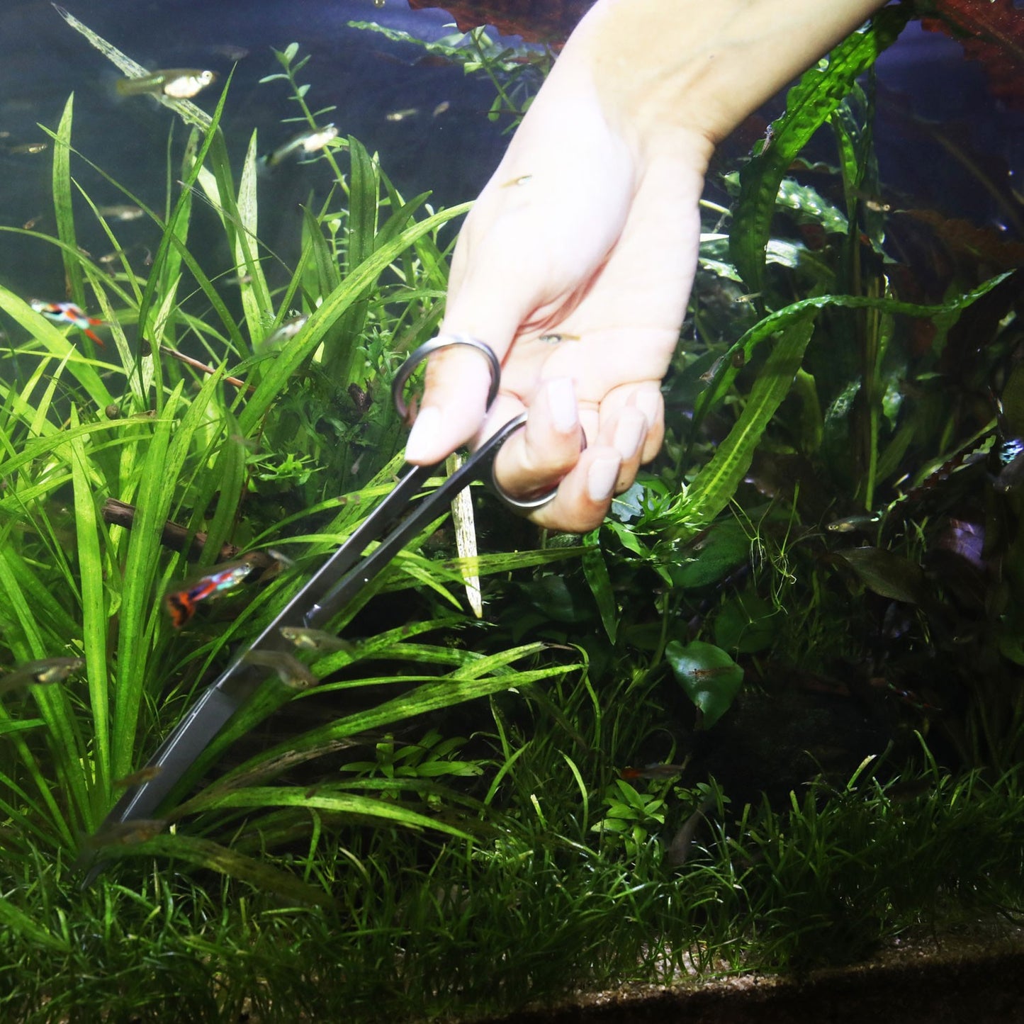JBL PROSCAPE TOOL S30 Curved Forbice Da Potatura Curva Per Acquascaping In Acquario