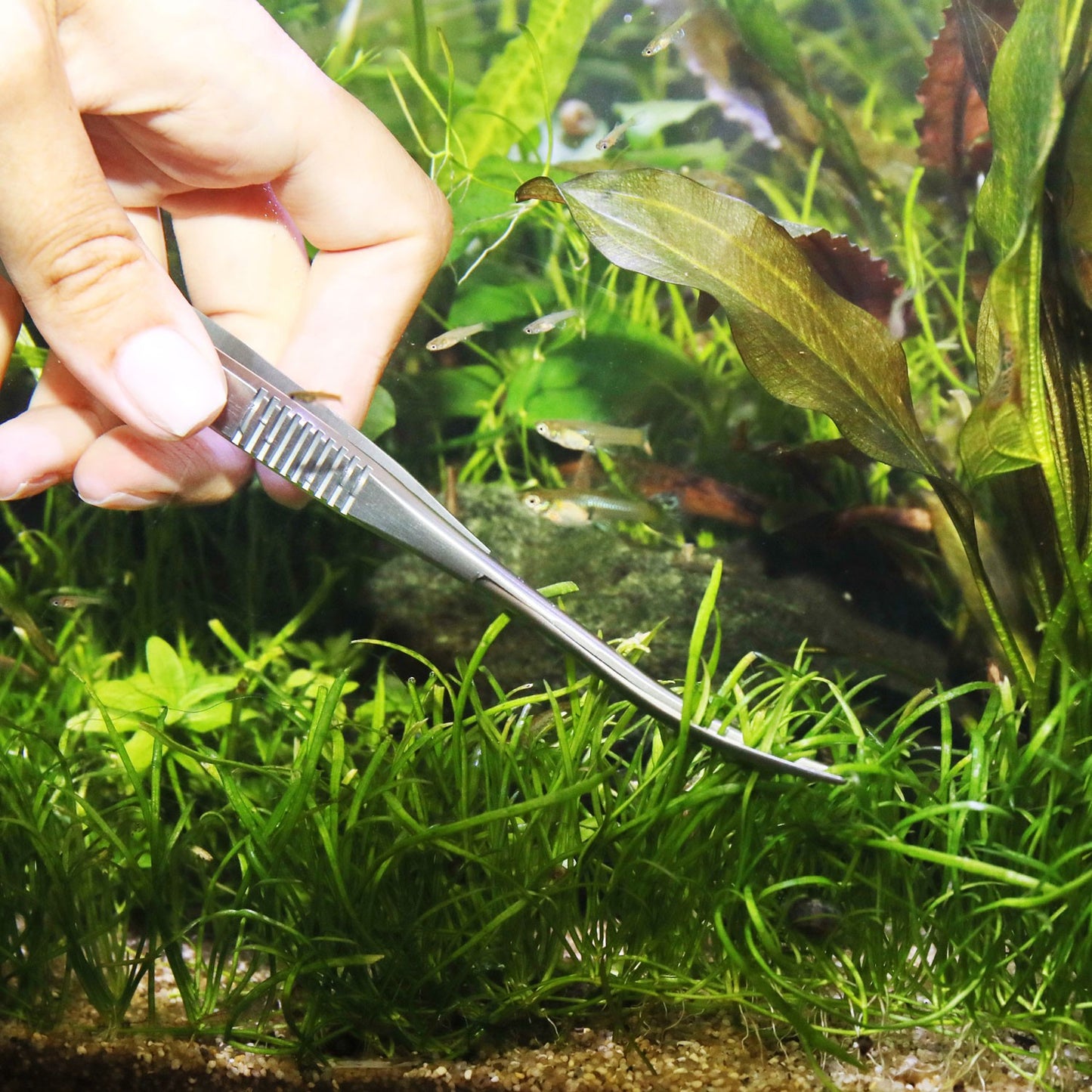 JBL PROSCAPE TOOL S16 Spring Forbice Curva A Molla Per Acquascaping In Acquario