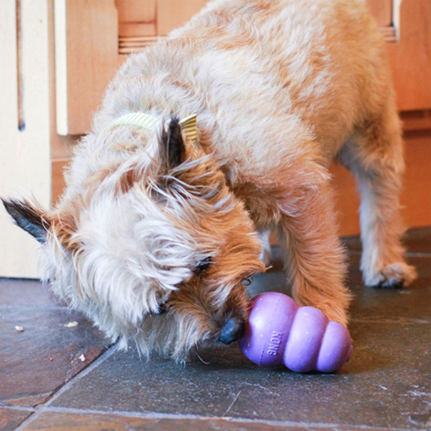 Kong Senior Gioco in Gomma per Cani Adulti