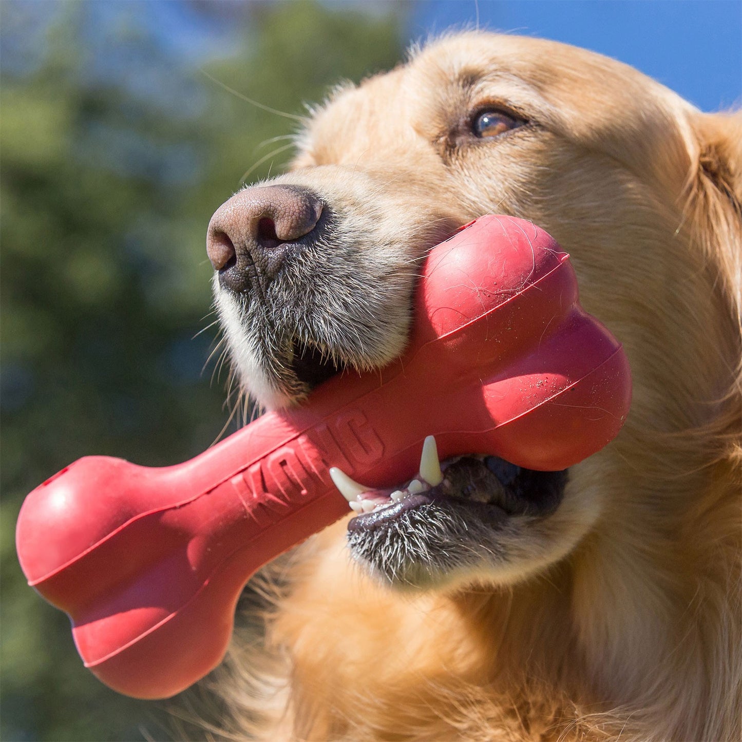 Kong Goodie Bone Osso in Gomma Gioco per Cani