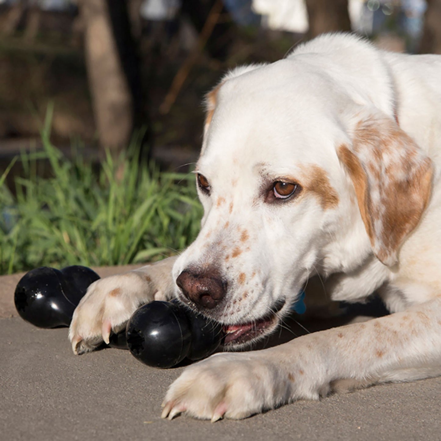 Kong Extreme Goodie Bone Osso in Gomma Gioco per Cani