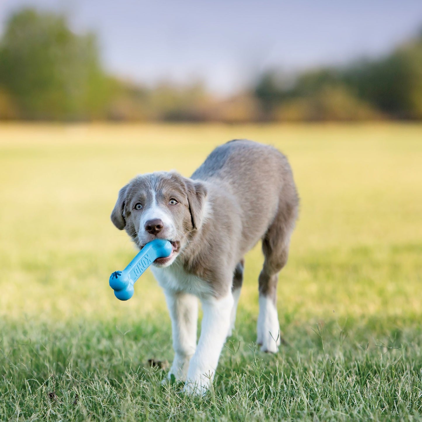Kong Puppy Goodie Bone Osso in Gomma Gioco per Cani Cuccioli