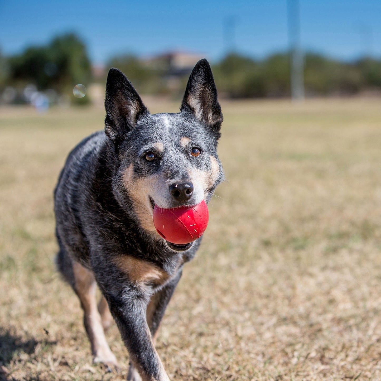 Kong Palla in Gomma con Fori Gioco per Cani