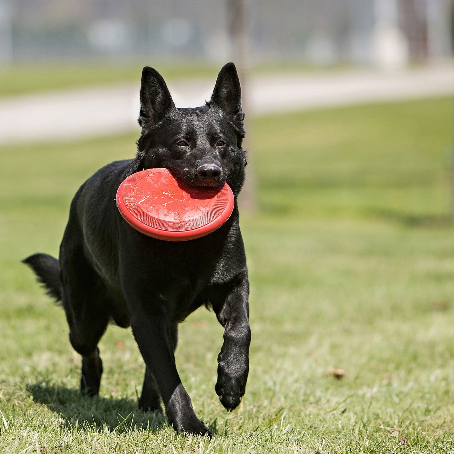 Kong Flyer Gioco Riporto per Cani