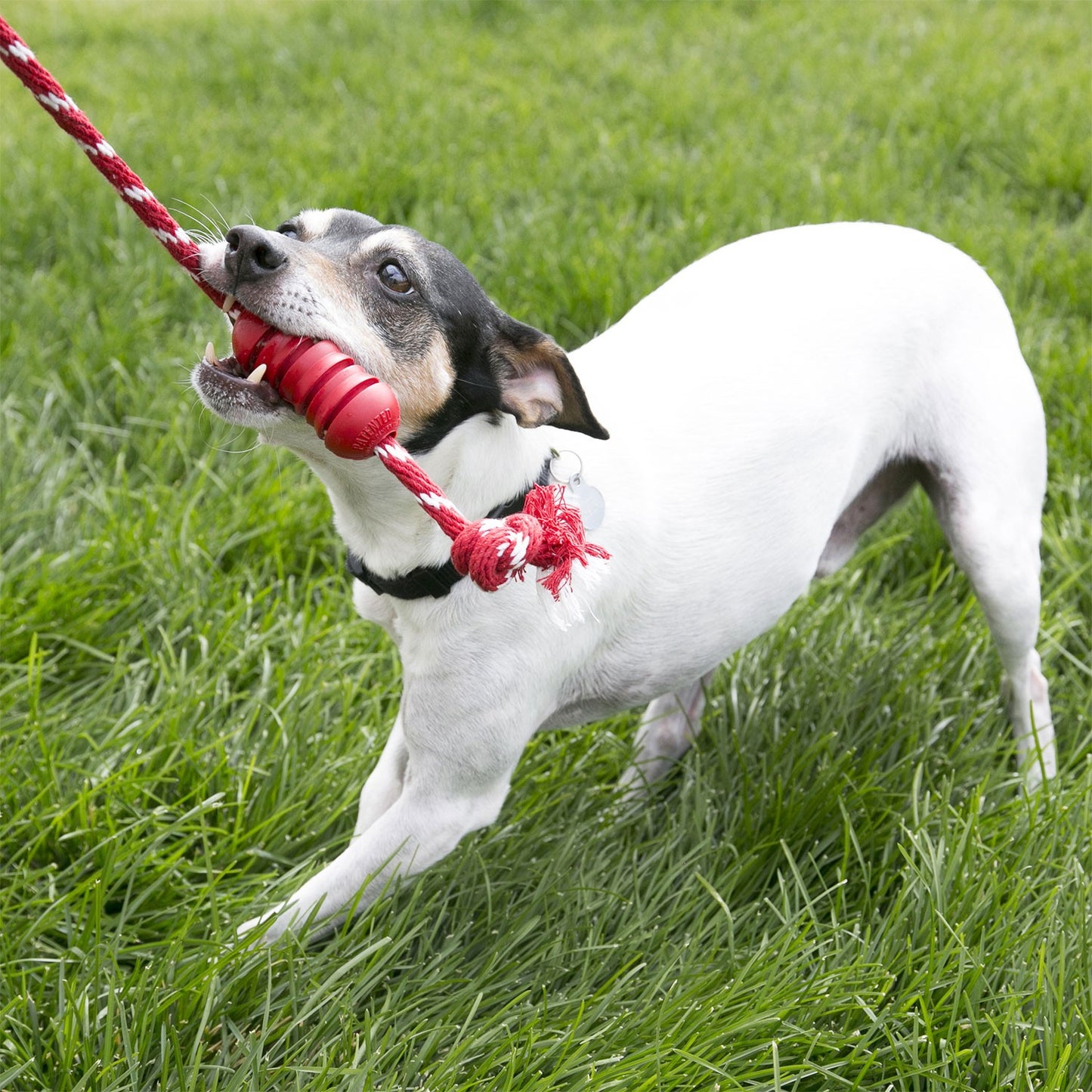 Kong Dental Gioco con Corda per Cani