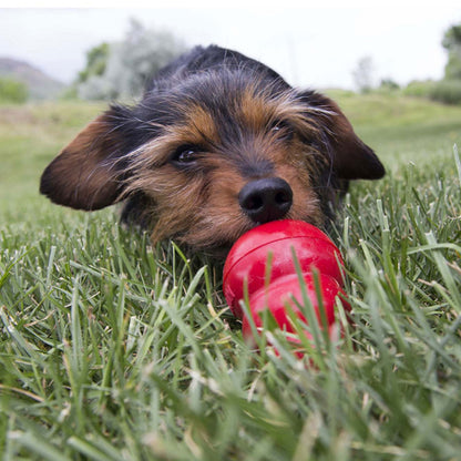Kong Easy Treat Spuntino Premio Formaggio Cheddar per Cani