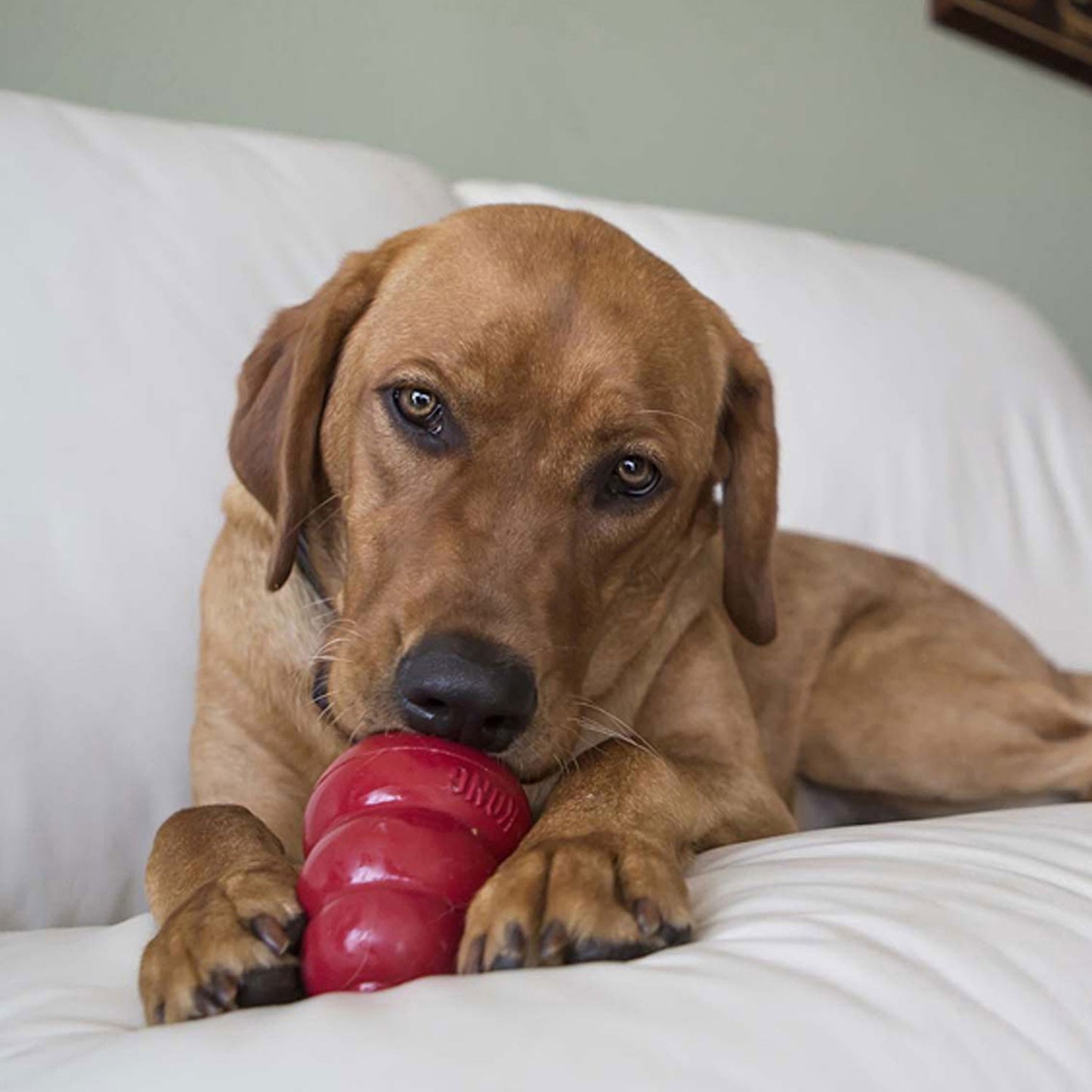 Kong Liver Snacks Biscottini per Cani
