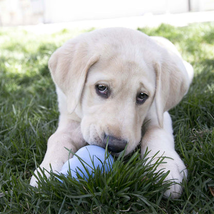 Kong Puppy Snacks Biscottini per Cuccioli di Cane