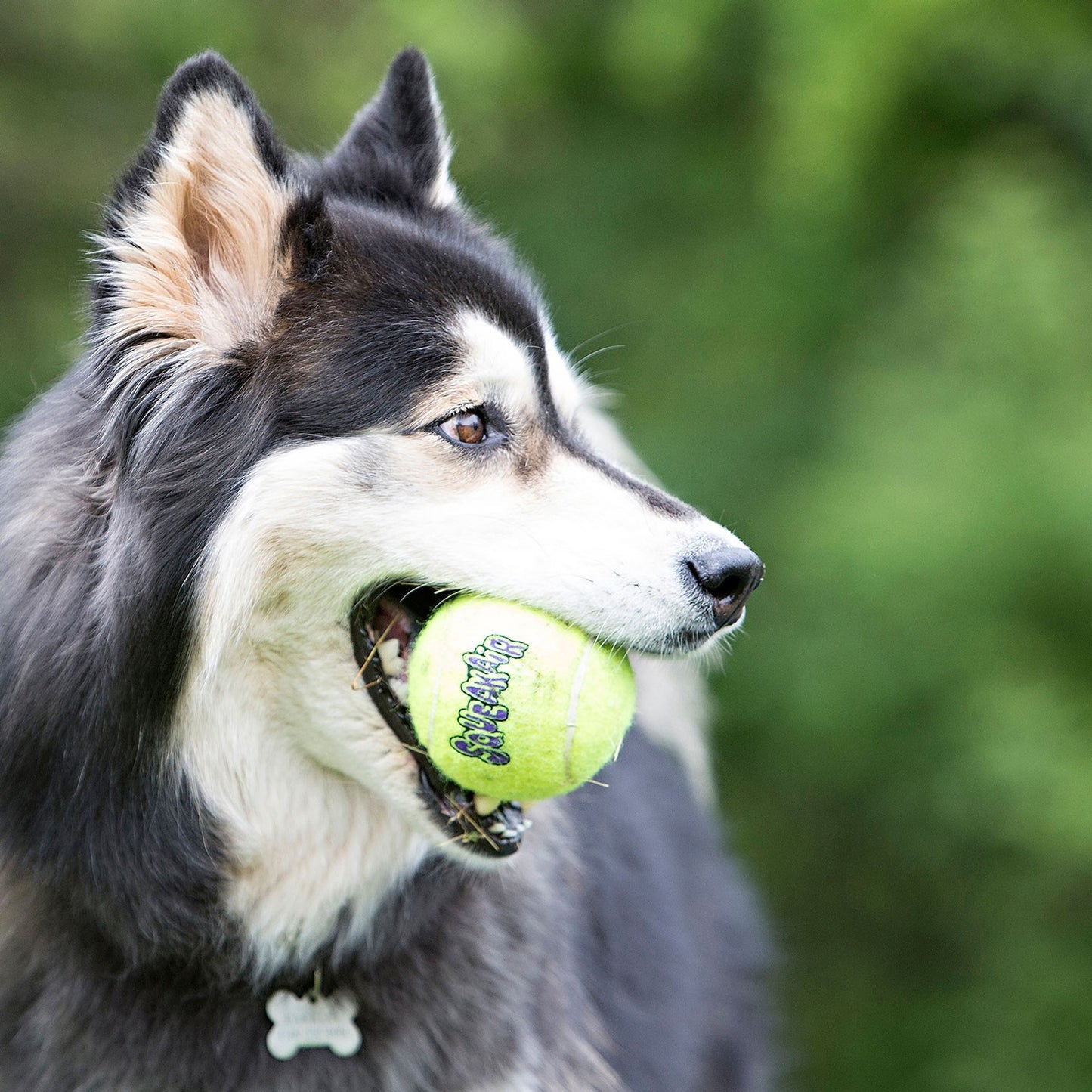 Kong AirDog Pallina da Tennis con Suono Gioco per Cani