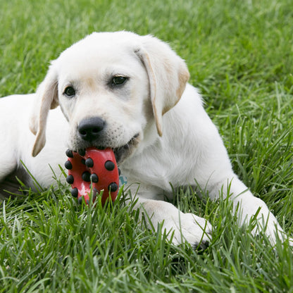 Kong Dotz Circle Gioco a forma di Cerchio per Cani