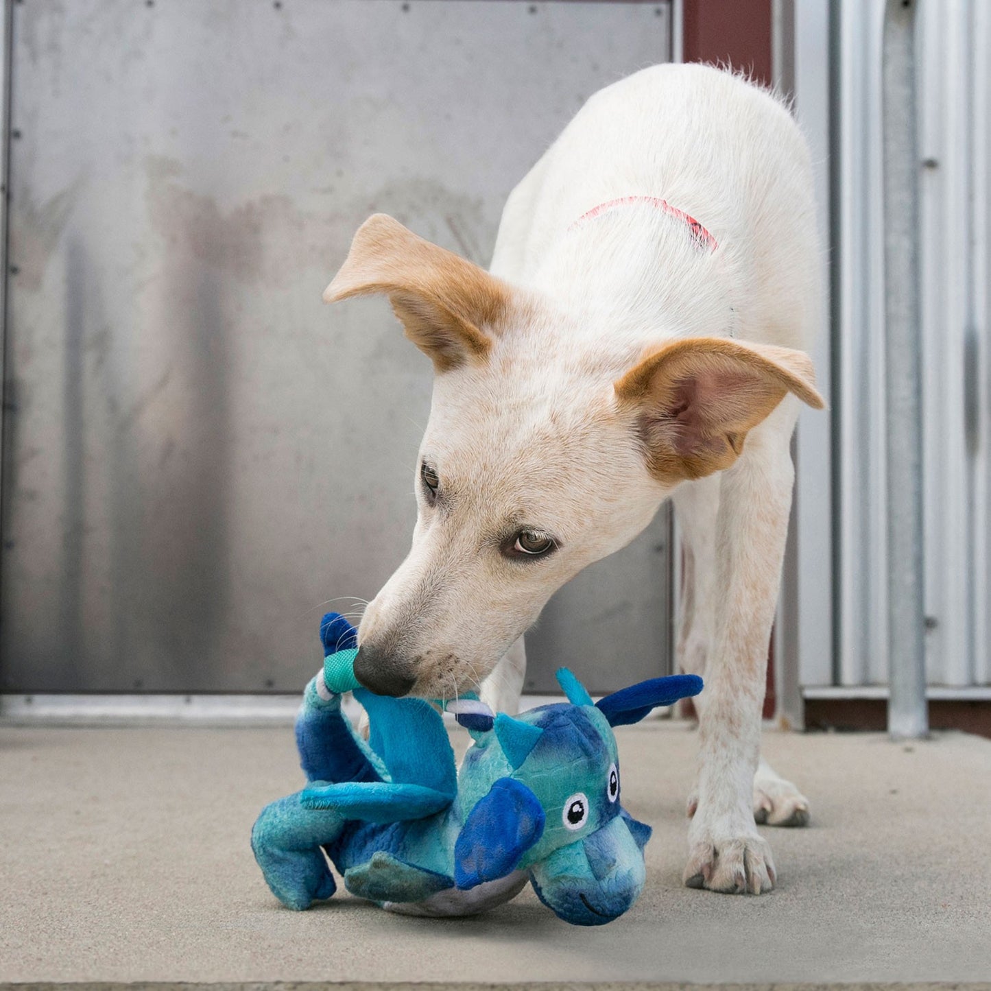 Kong Knots Peluche a forma di Drago Gioco per Cani