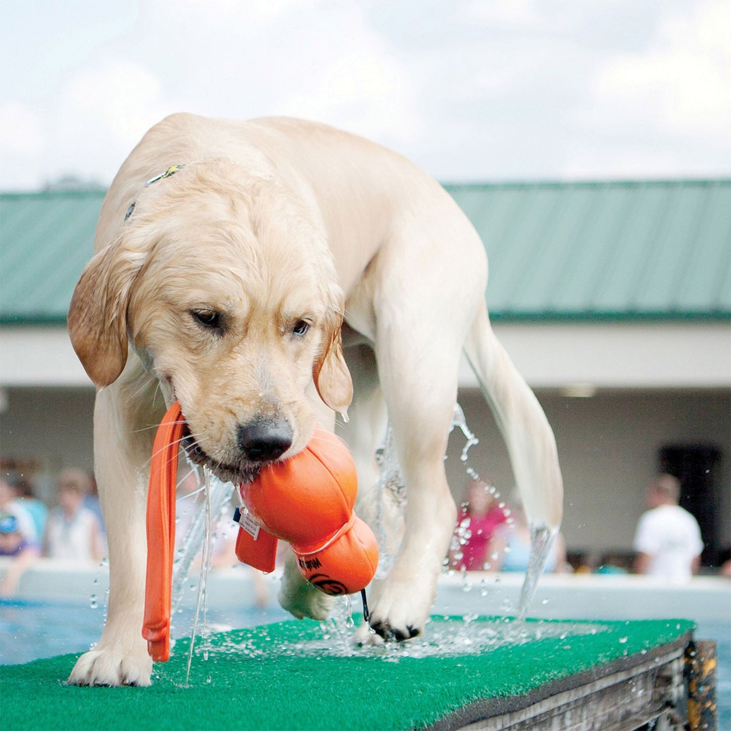 Kong Wubba Wet Gioco Galleggiante per Cani