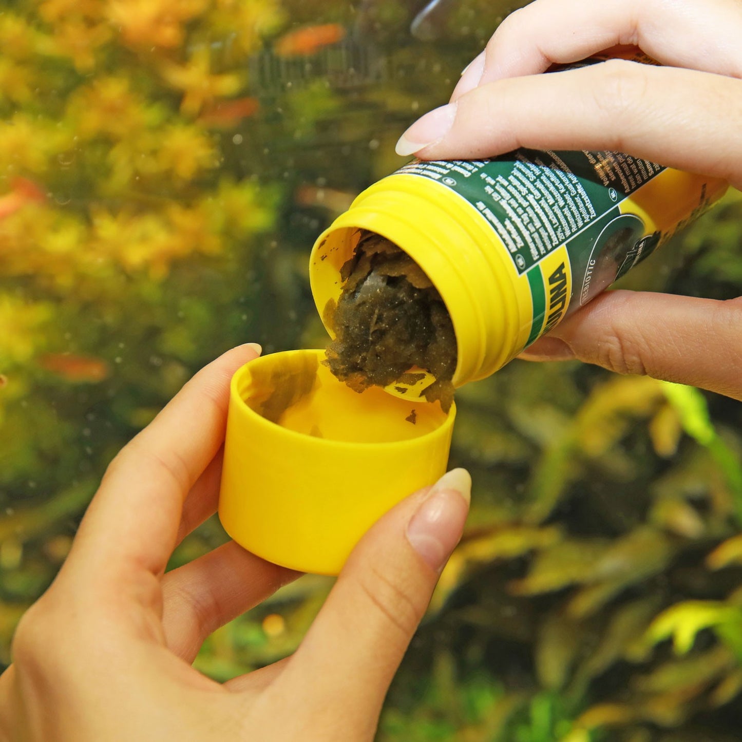 JBL PRONOVO Spirulina Flakes M Mangime In Fiocchi Vegetali A Base Di Spirulina Per Pesci Da 8-20cm D'Acqua Dolce