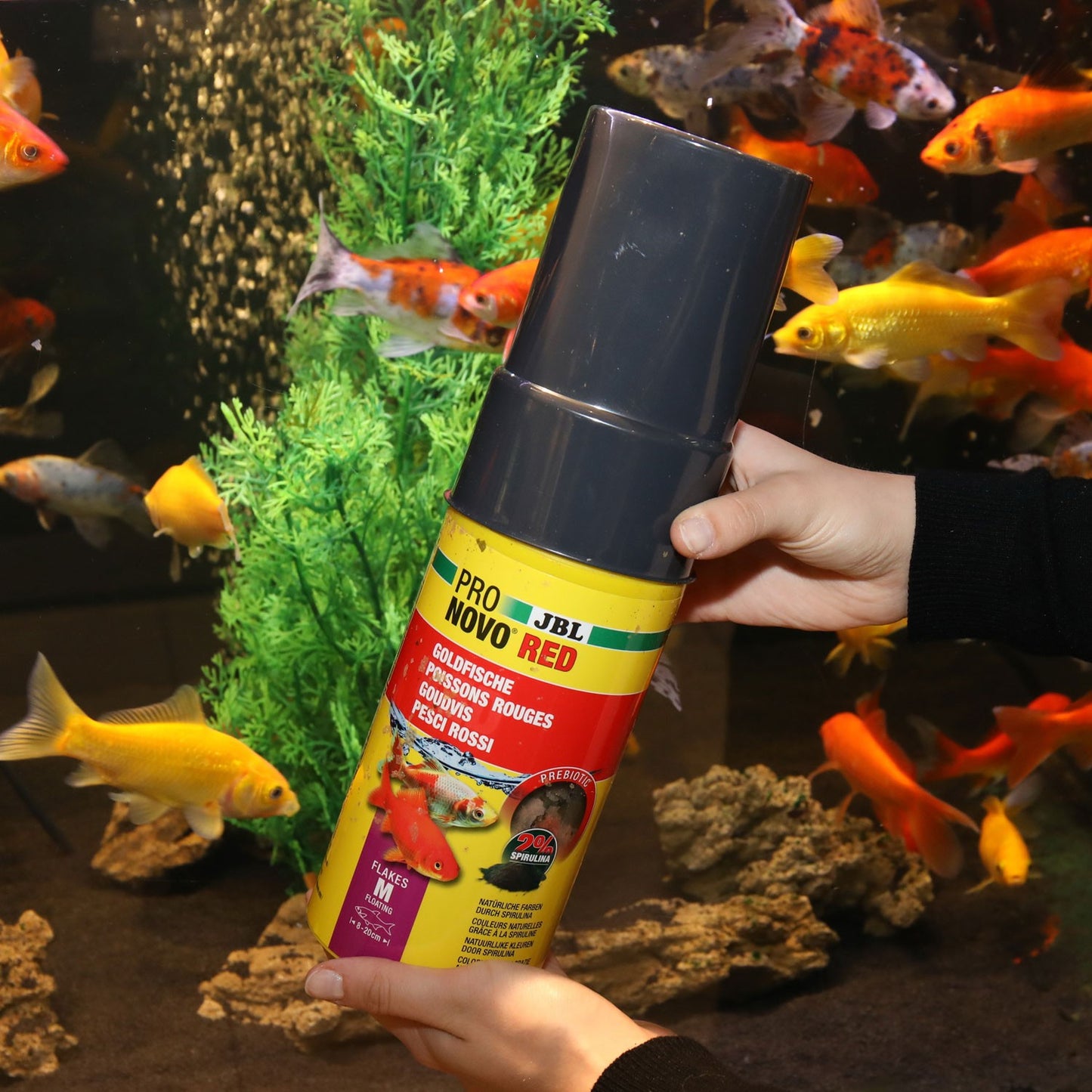 JBL PRONOVO Red Flakes M Mangime Base Per Pesci Rossi Da 8-20cm In Acquari D'Acqua Dolce