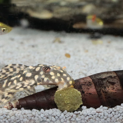 JBL PRONOVO Pleco Wafer M Compresse Di Mangime Per Loricaridi Erbivori Da 1-20cm In Acquari D'Acqua Dolce