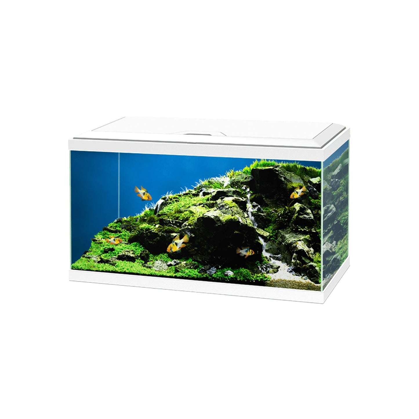 Askoll Ciao Aqua 60 Led Acquario In Vetro Completo 60x30x32h cm