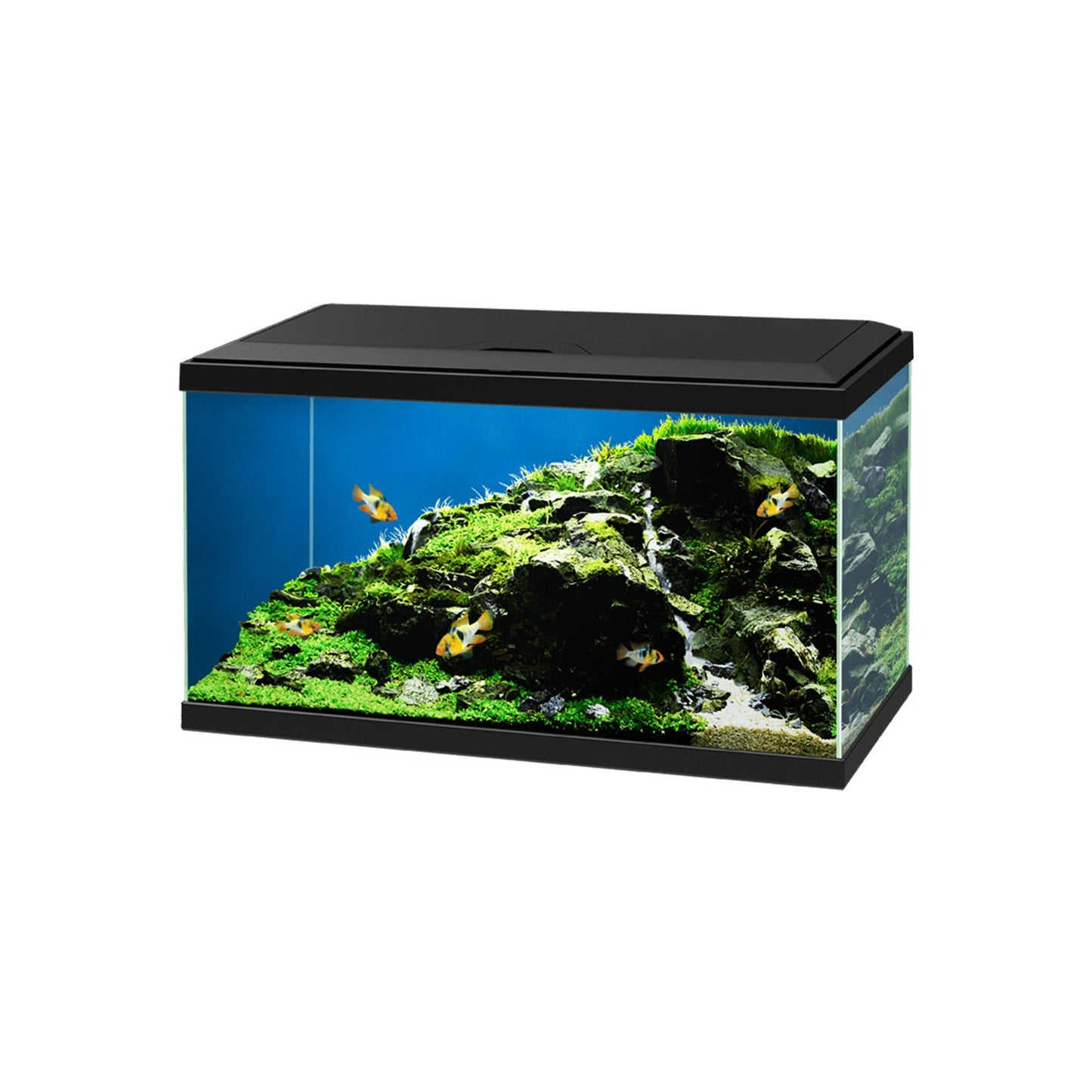 Askoll Ciao Aqua 60 Led Acquario In Vetro Completo 60x30x32h cm