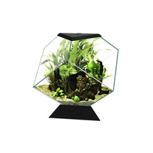 Askoll Ciano Nexus C5 Betta Life Acquario A Diamante Per Pesci Betta