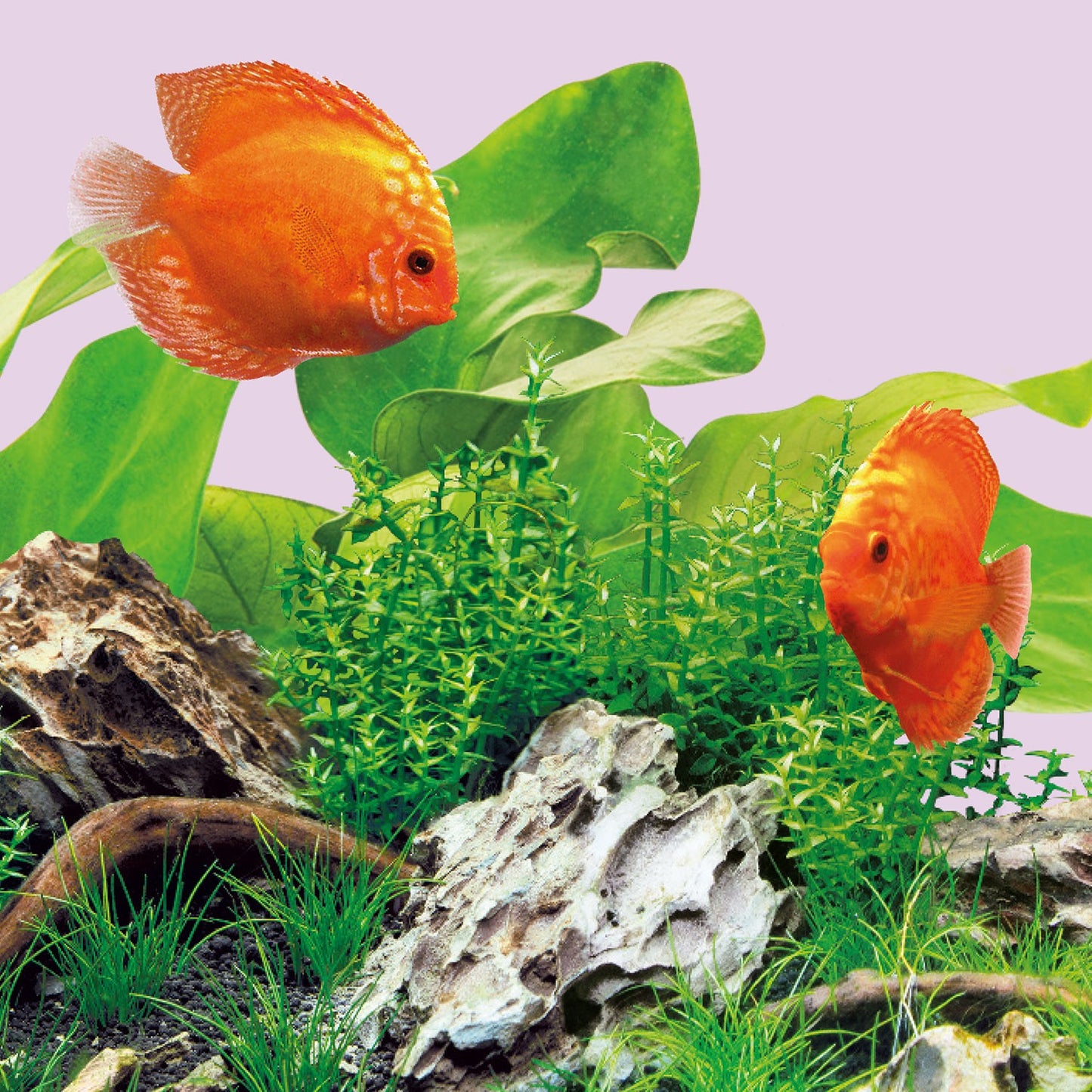 Juwel LED Colour Illuminazione A Led Per Acquari