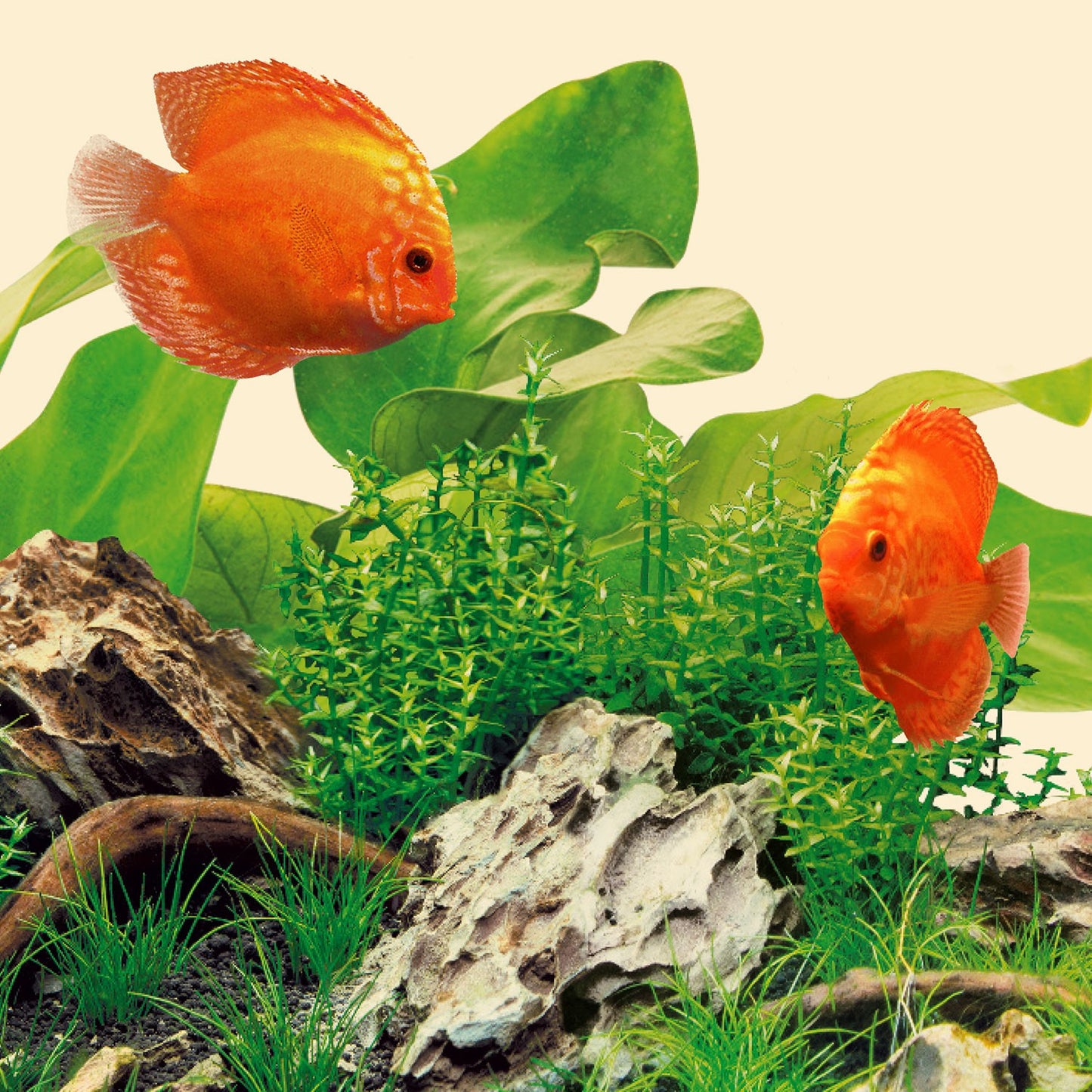 Juwel LED Nature Illuminazione A Led Per Acquari