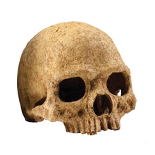 Exoterra Teschio Primate Nascondiglio per Rettili Terrari
