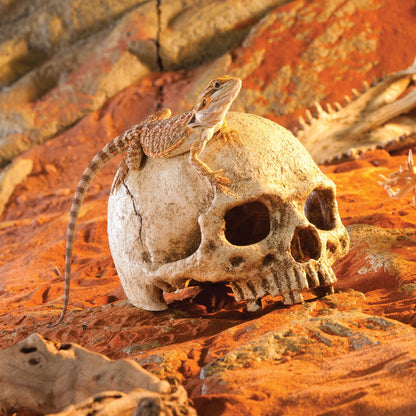 Exoterra Teschio Primate Nascondiglio per Rettili Terrari