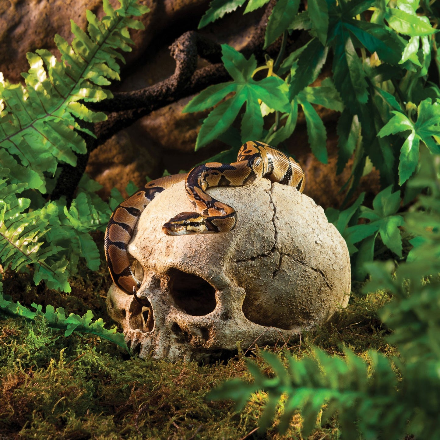 Exoterra Teschio Primate Nascondiglio per Rettili Terrari