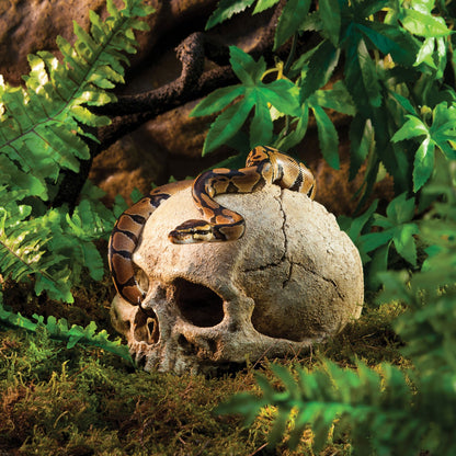 Exoterra Teschio Primate Nascondiglio per Rettili Terrari