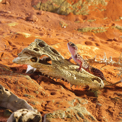 Exoterra Teschio di Coccodrillo Nascondiglio per Rettili Terrari