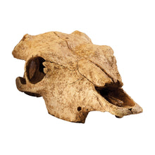 Exoterra Teschio di Bufalo Nascondiglio per Rettili Terrari