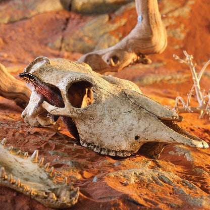 Exoterra Teschio di Bufalo Nascondiglio per Rettili Terrari