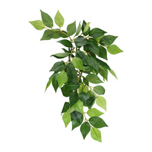 Exoterra Jungle Plants Ficus Decorativo Piante Sospese Fico per Terrari