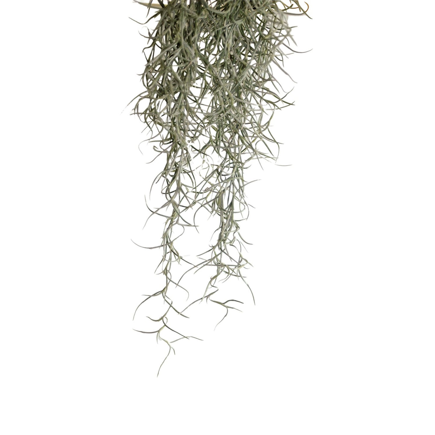 Exoterra Spanish Moss Decorativo Piante Muschio per Terrari