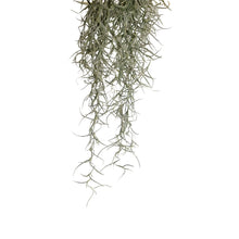 Exoterra Spanish Moss Decorativo Piante Muschio per Terrari