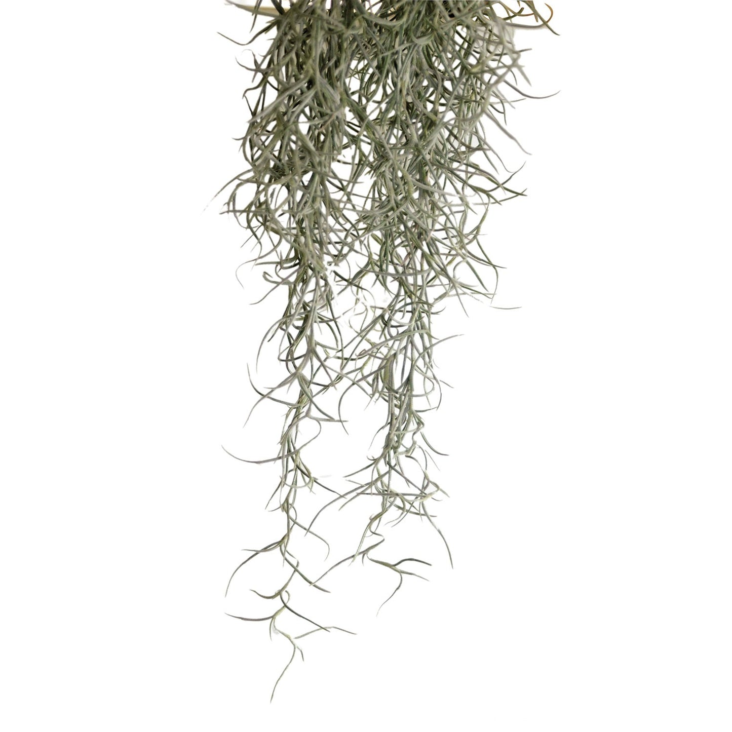 Exoterra Spanish Moss Decorativo Piante Muschio per Terrari