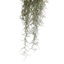 Exoterra Spanish Moss Decorativo Piante Muschio per Terrari