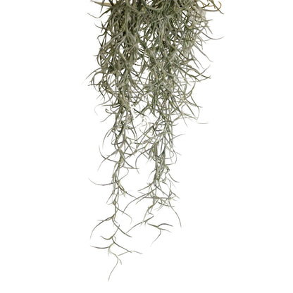 Exoterra Spanish Moss Decorativo Piante Muschio per Terrari