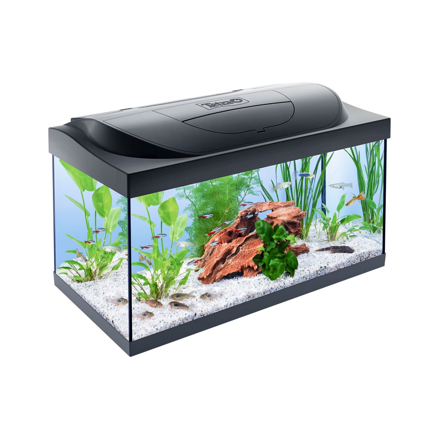 Tetra Acquario in Vetro Starter Line 54 Litri Completo di Luce e Filtro e Riscaldatore per Pesci Tropicali