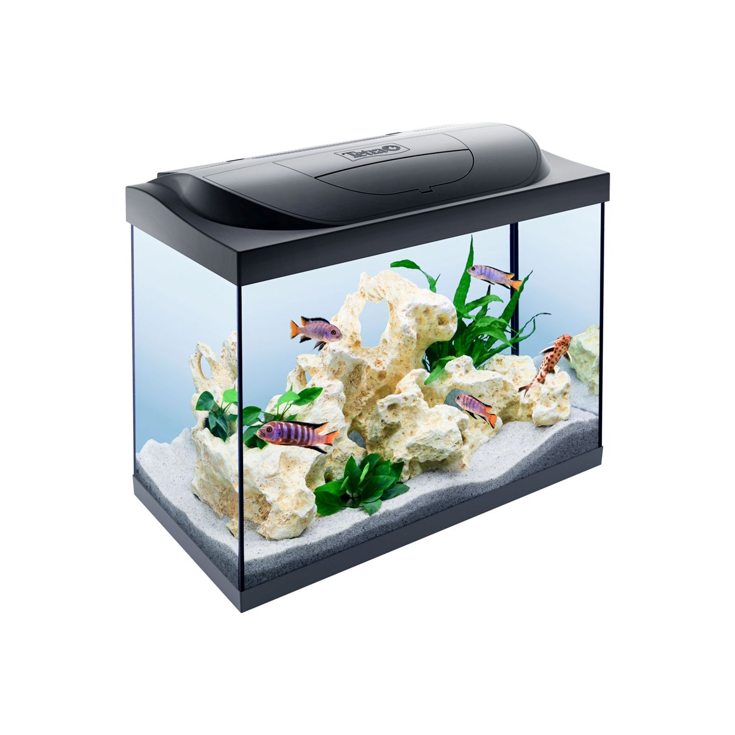 Tetra Acquario in Vetro Starter Line 80 Litri Completo di Luce e Filtro e Riscaldatore per Pesci Tropicali