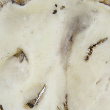 Zolux Jurassic Teschio di Dinosauro Mod. 4 Decorazione in resina per Acquari