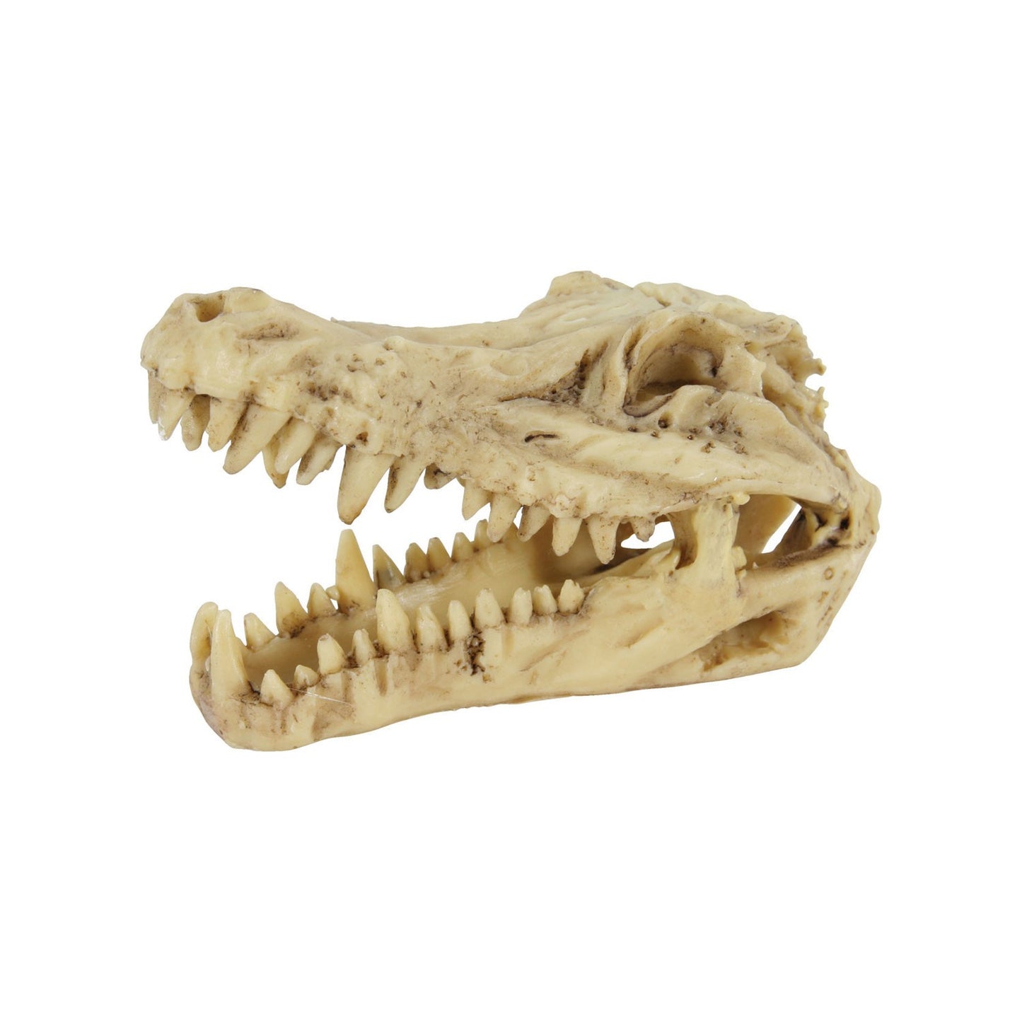 Zolux Jurassic Teschio di Dinosauro Mod. 6 Decorazione in resina per Acquari