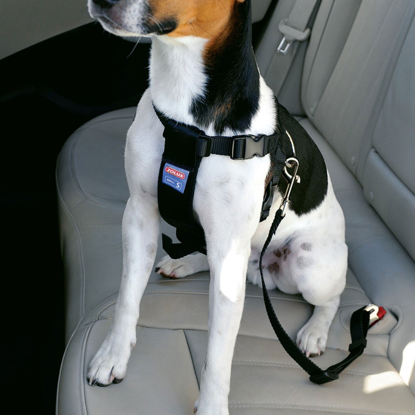 Zolux Pettorina Sicurezza Cani per Auto