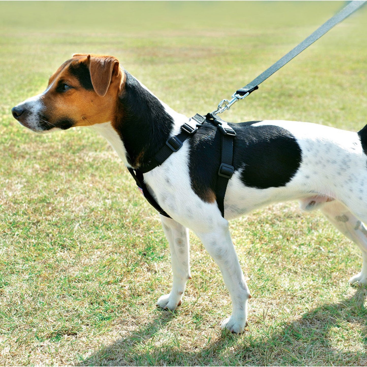 Zolux Pettorina Sicurezza Cani per Auto