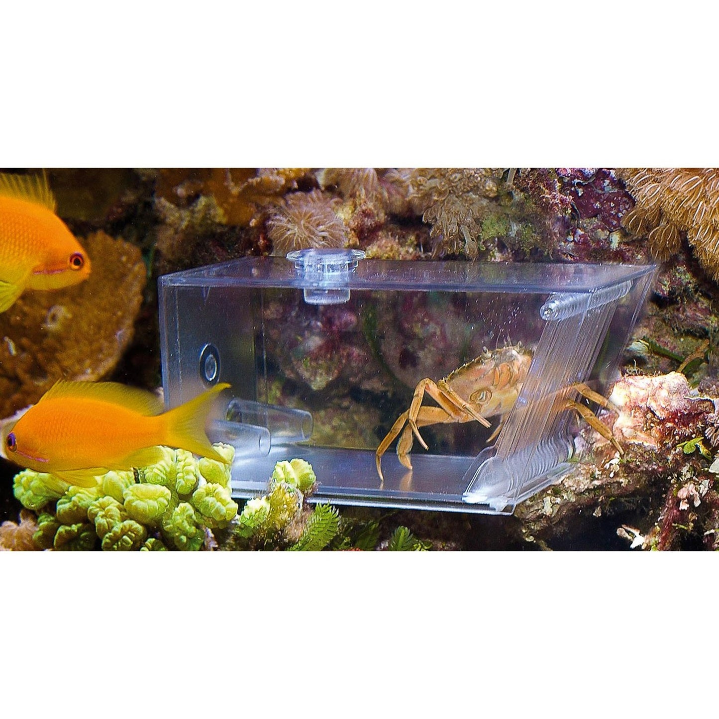 AquaMedic Trap-pest Tappola Automatica Universale Per Invertebrati In Acquario