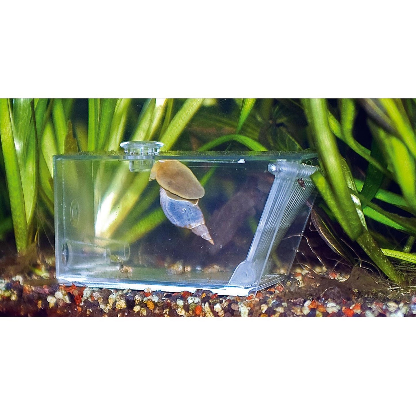 AquaMedic Trap-pest Tappola Automatica Universale Per Invertebrati In Acquario