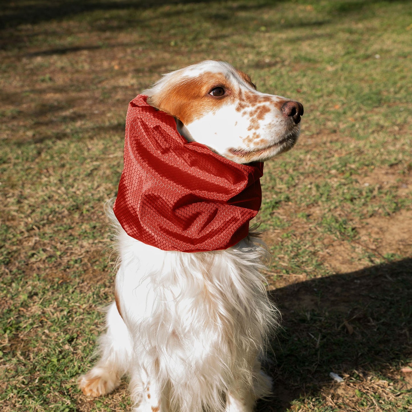 LeoPet Paraorecchie Impermeabile Per Cani Tinta Unita Assortita