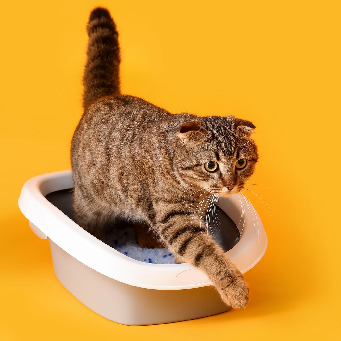 AqpetFriends Catty Pure Lettiera In Silicio per Gatti 16 L