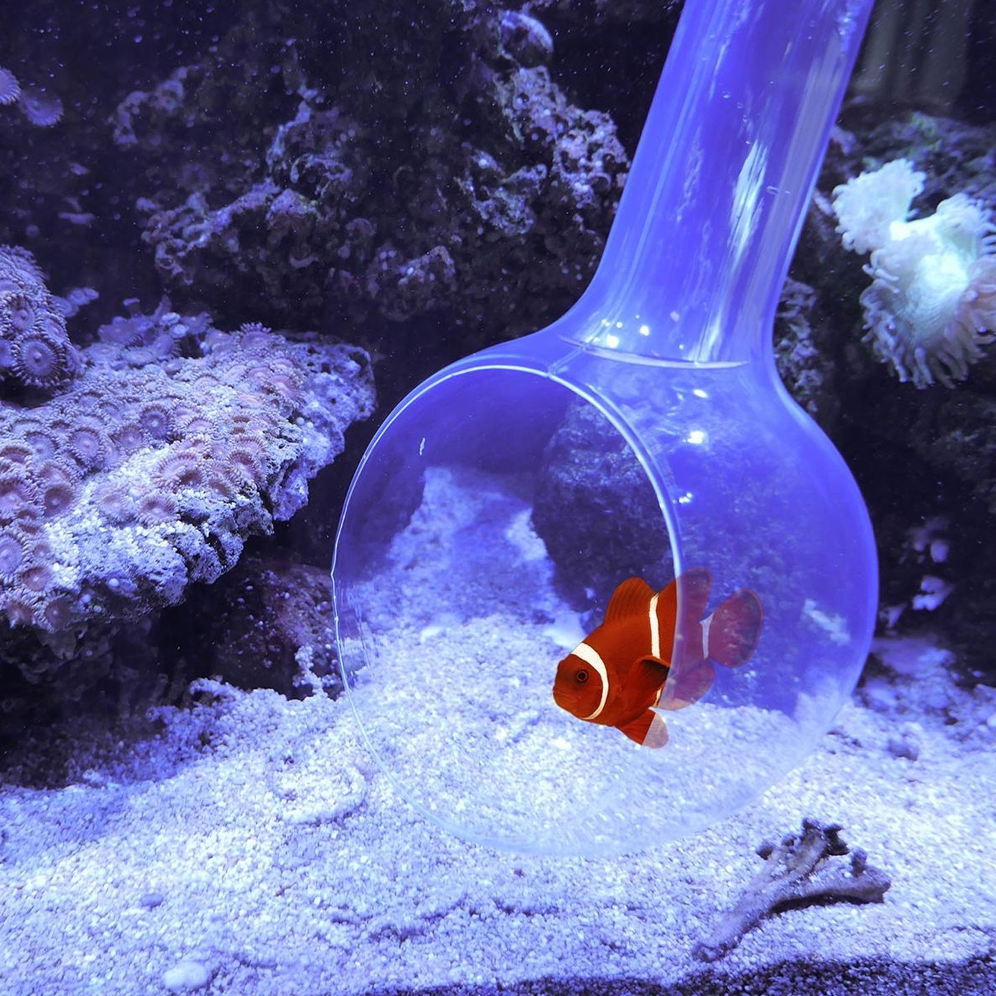 AquaMedic Catch Bowl Paletta Da Pesca Senza Stress Per Acquari